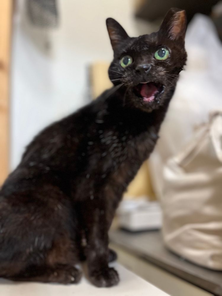細長い黒猫が大きく口を開けて鳴いている