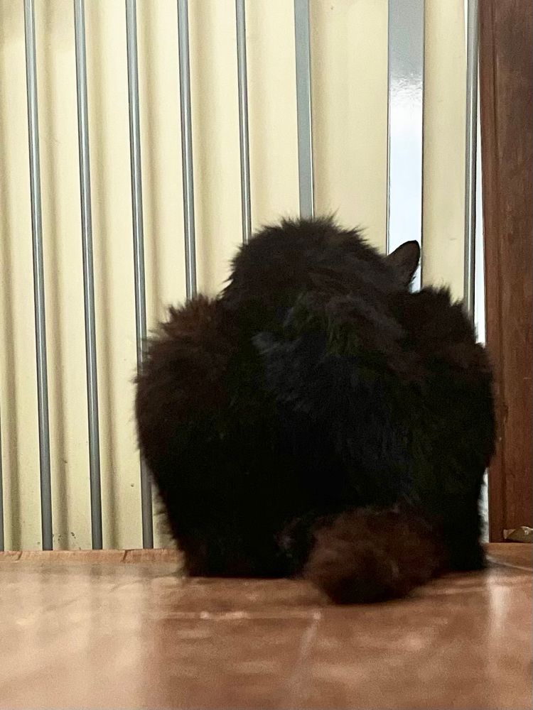 毛玉のようにみえる黒猫の背中