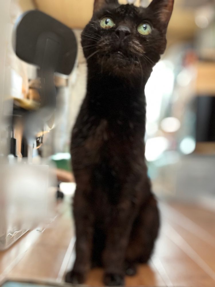 奇妙なシルエットで飼い主を見上げている黒猫