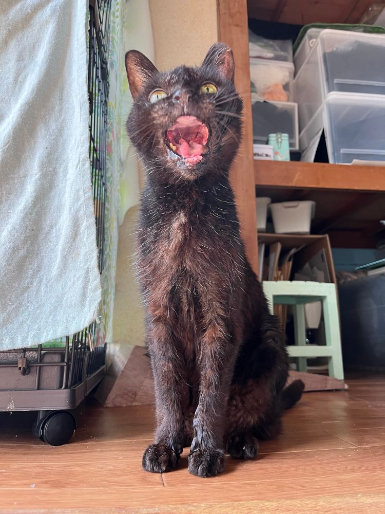 眩しい朝日が差し込む狭い室内。まっすぐ座り大きな口を開ける老いた黒猫
