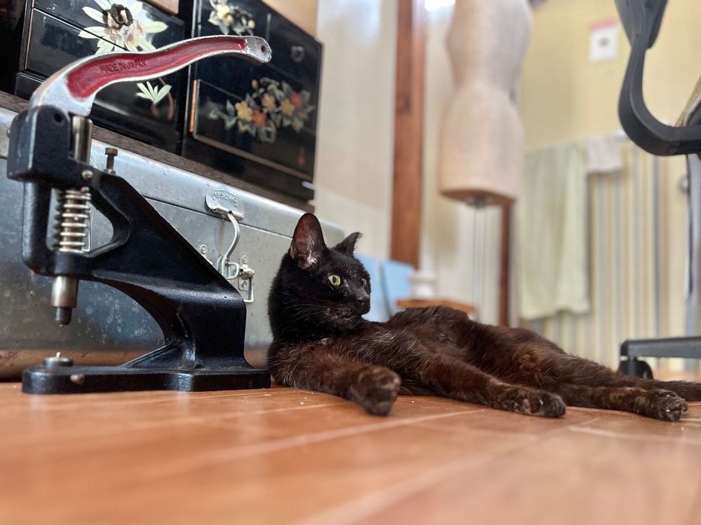 黒いハンドプレス機の隣に寝転ぶ黒猫