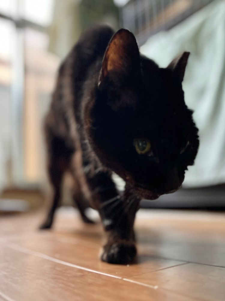 室内、こちらに歩いてくる黒猫を床位置から見上げて撮った写真