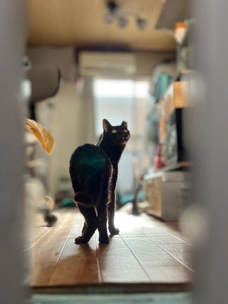 ペットゲートの柵越しに振り返る黒猫