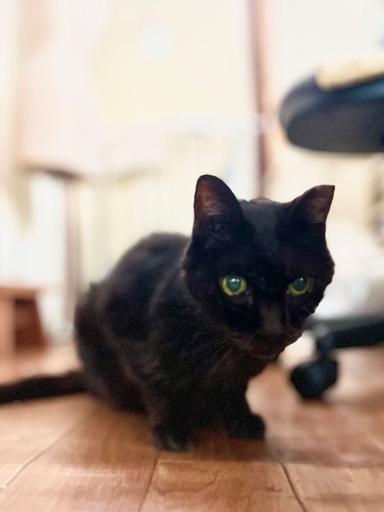 夜明け。こちらを覗き込む黒猫。瞳孔が大きい。