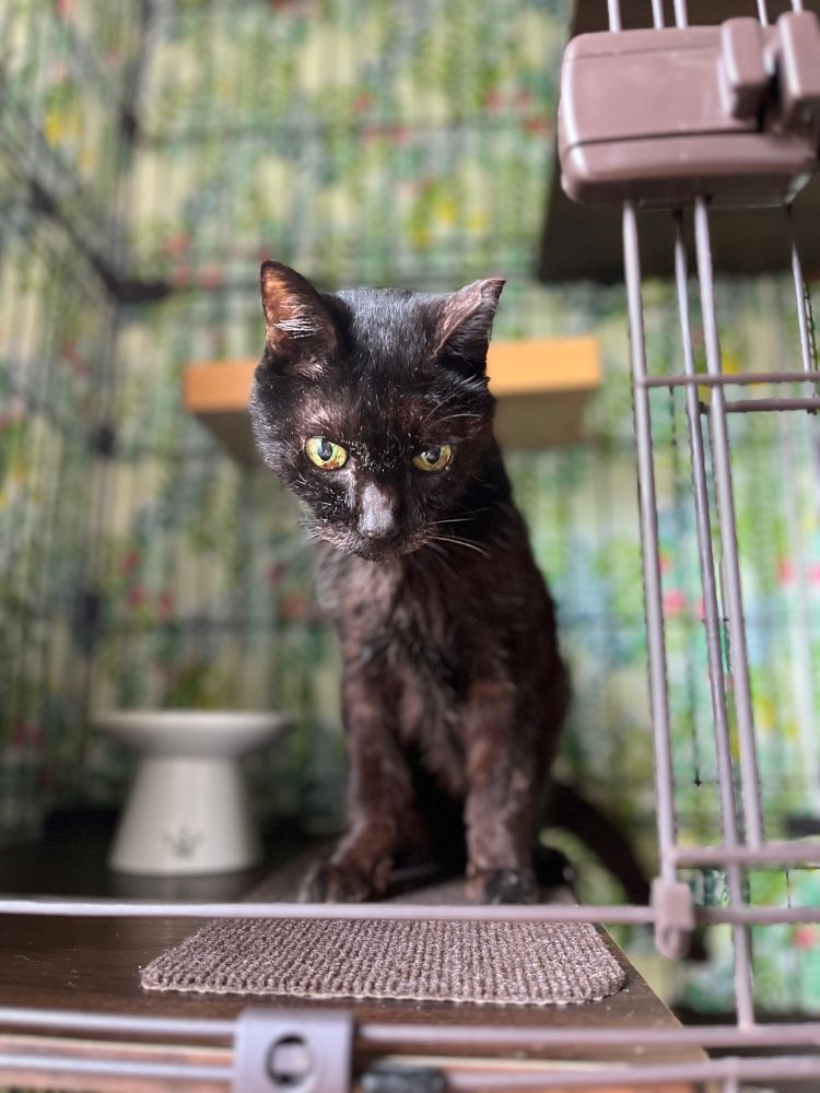 食事を待つ黒猫