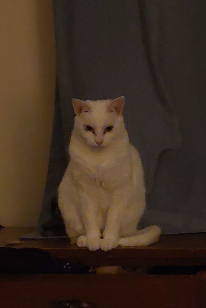 White cat sitting staring scarily
