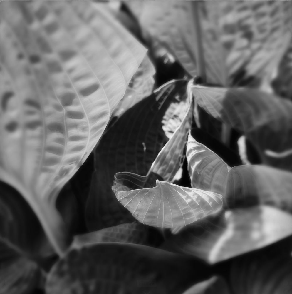 Close-up of hosta leaves.
