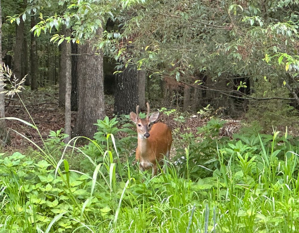 A young buck at the edge of our woods in The Ozark’s