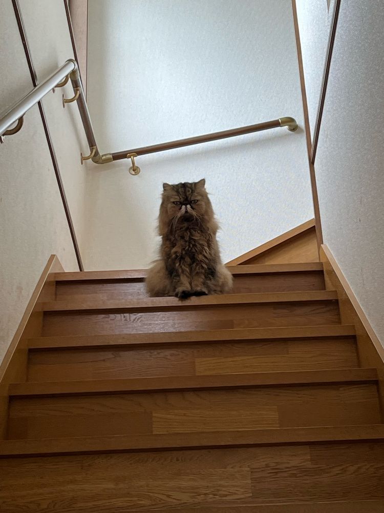 階段から見下し