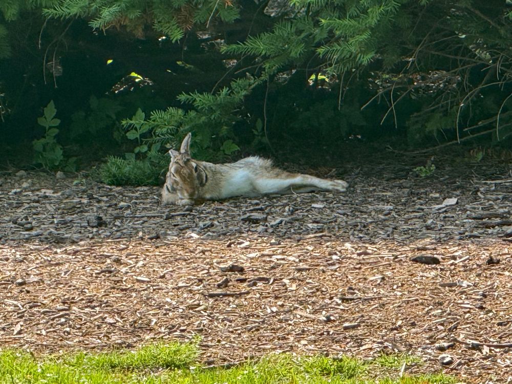 A wild rabbit is stretched out under some bushes, exposes its white belly. One of its ears is up like a little antenna and the other is down in relaxation. 