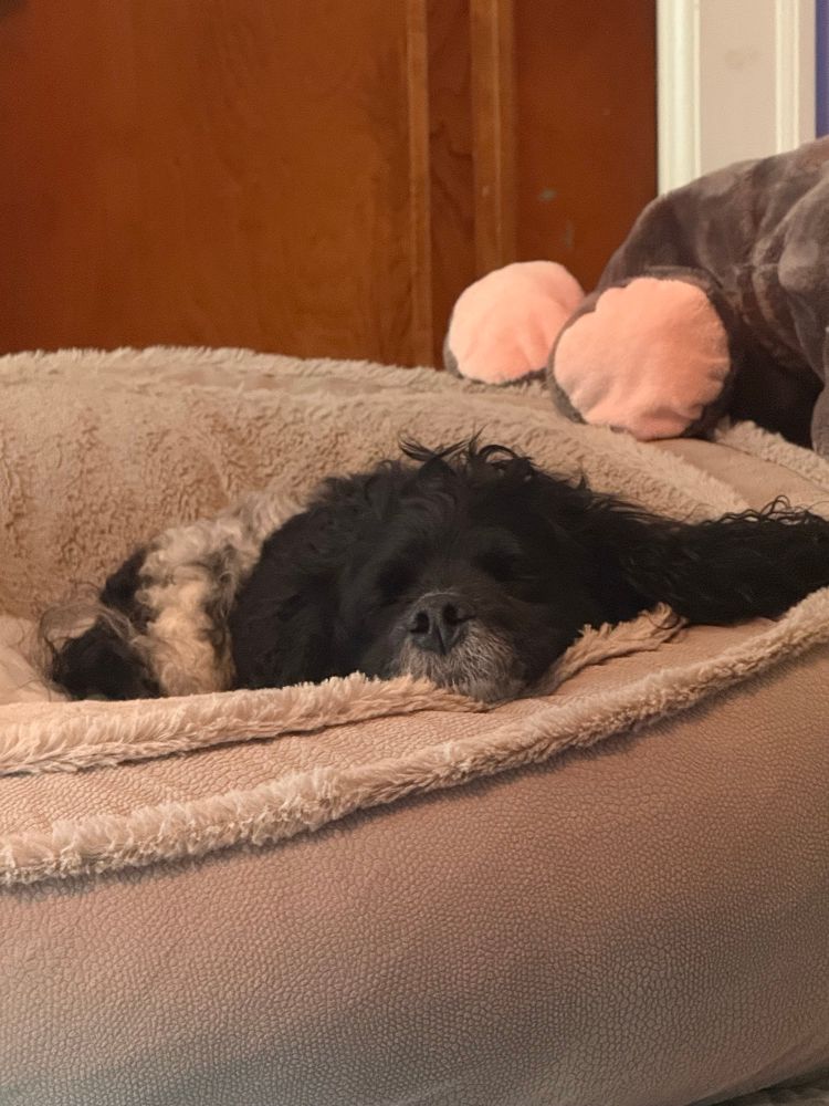 A black and white cockapoo (cocker spaniel/poodle mix) sleeps in a large, high-sided dog bed. His chin rests on the side of the bed and one of his ears is flopped across it. The feet of a large stuffed hippo toy are in resting on the side of the bed in the background. 