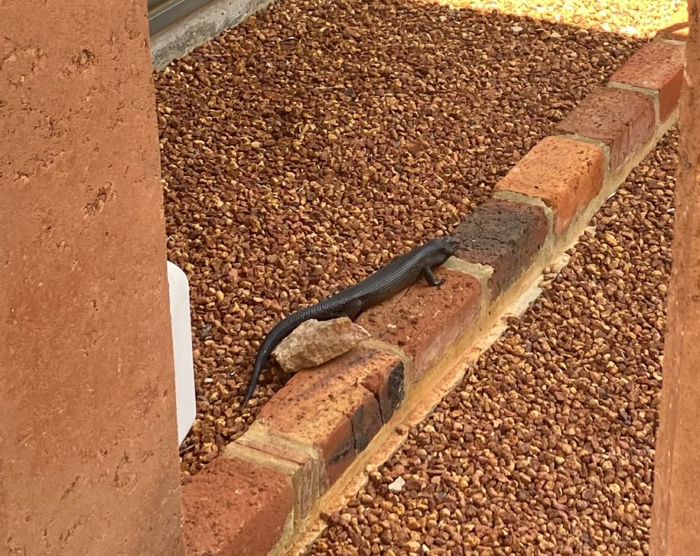 A long black lizard (skink?) sitting on a bit of brick edging between two levels of clay coloured gravel, looking like a pokemon. Can’t believe nintendo still haven’t set a game in Australia yet. Deranged
