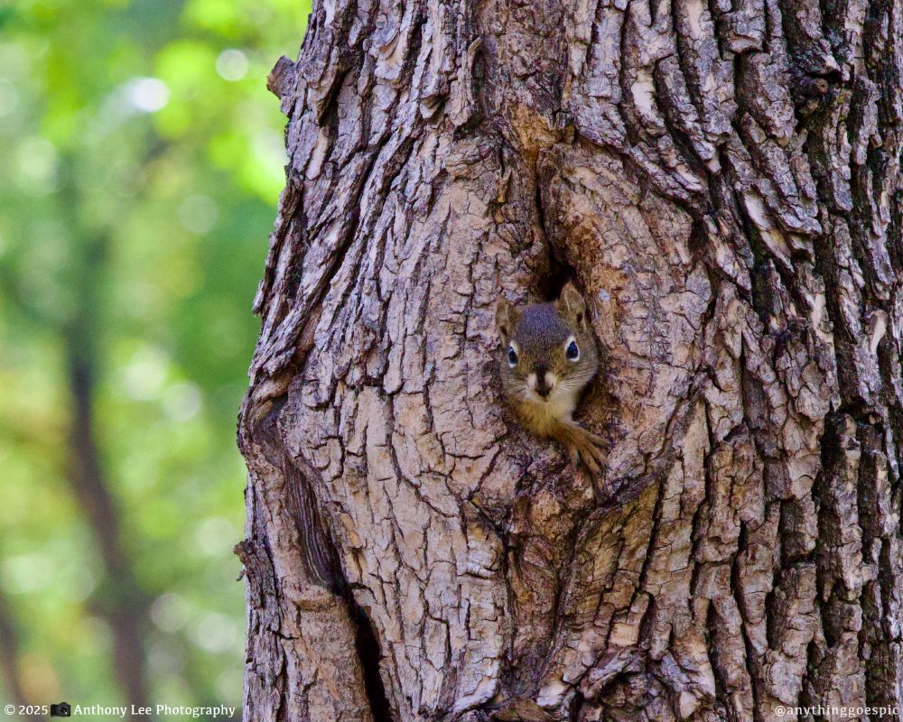 Photo of a squirrel in a tree.