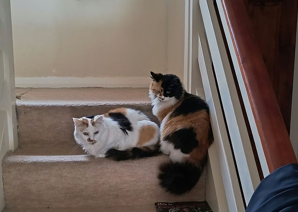 Ghost (left) and Ripley (right) are sisters, and recently celebrated their sixth birthday.

In their first few months they were abandoned at birth, taken in by a local cat rescue, adopted by someone, and then given back to the cat rescue because their (relatively minor) health issues were too much for the new owners.

Sarah and I adopted them in March 2020. Aside from a distinct lack of teeth, both cats are doing really well now ❤️