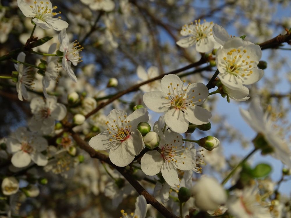 Sunlit picture of white blossom