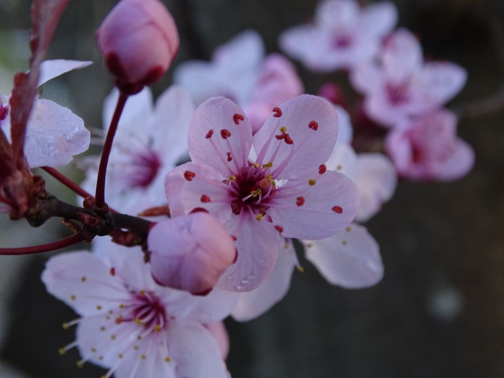 Close up picture of pink blossom