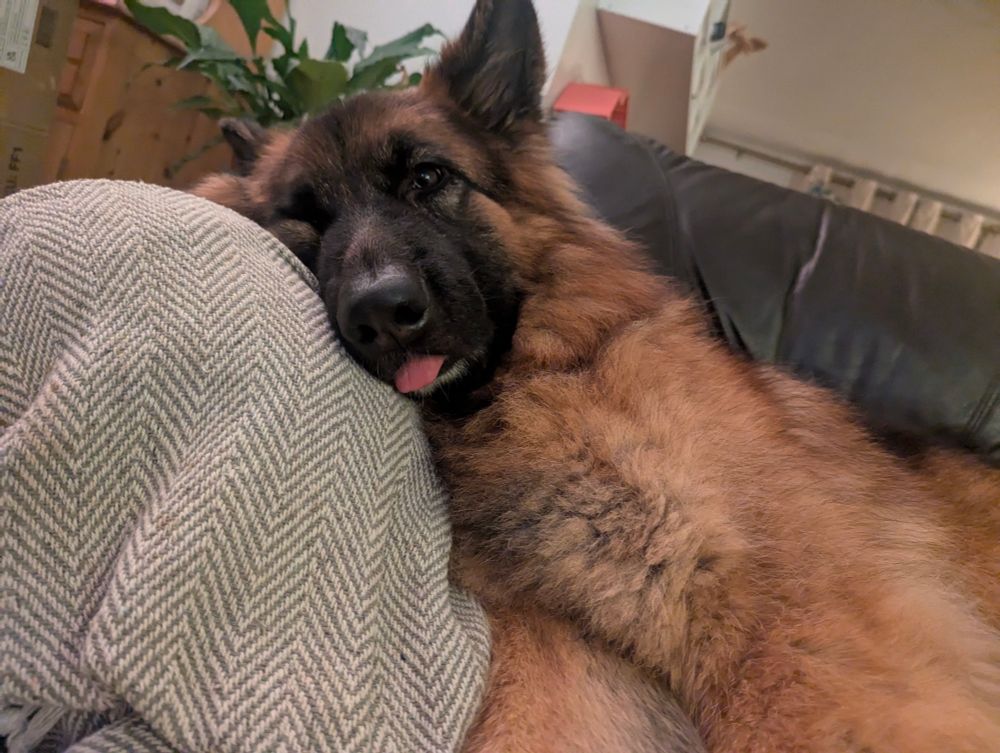 A German shepherd dog lying on a sofa with the tip of his tongue poking out and looking, in my humble opinion, super cute.