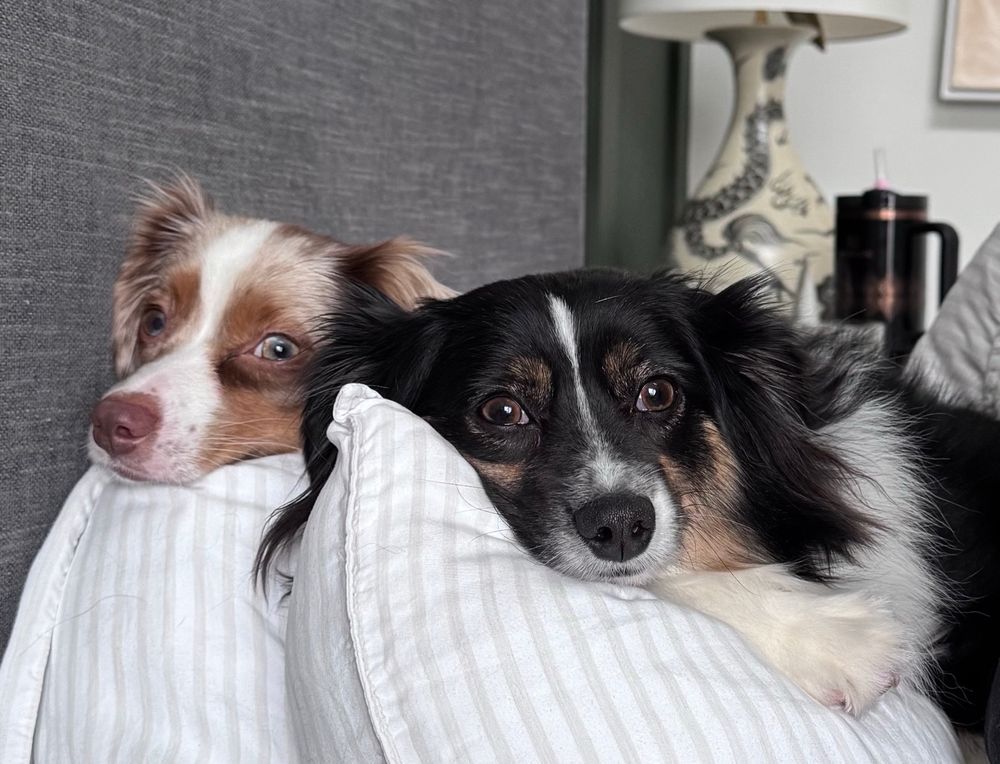 Two of the most handsome dogs in the universe