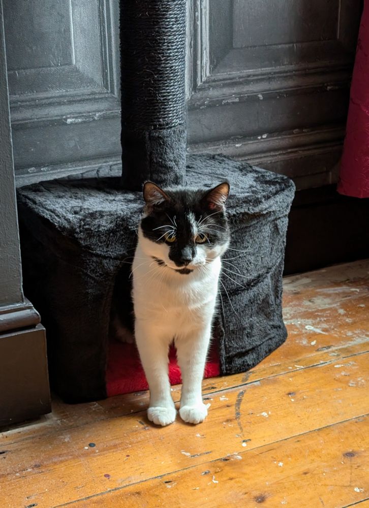 Bartholomeow the cat stands half inside his coffin shaped cat house, with only his white front legs visible and his black and white face glaring at you from across the room. 