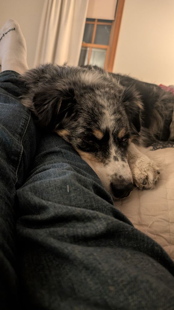 Daisy, a blue Merle Australian Shepherd, lays her head just next to my outstretched legs