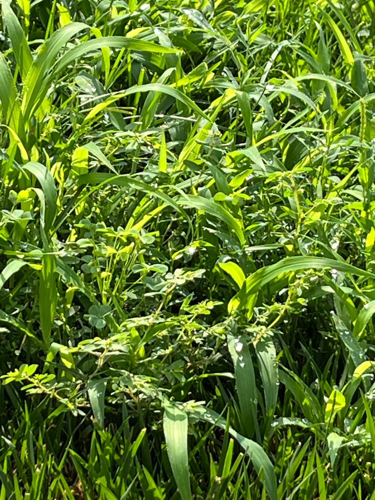 Dense patch of grass and various green plants 