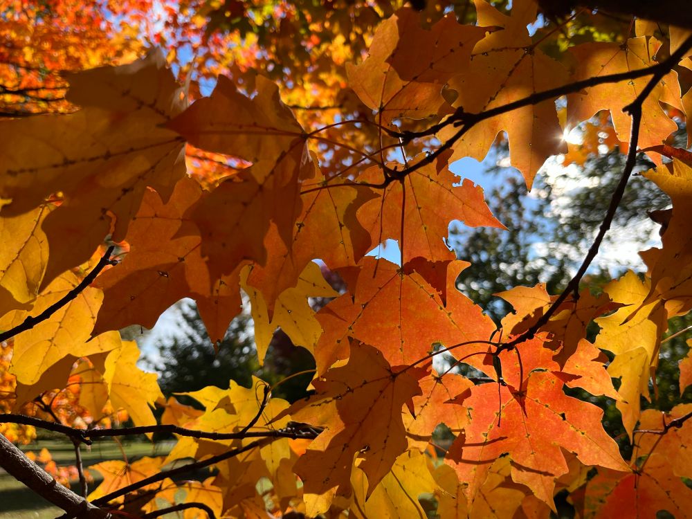 Bright sunlight shining in back of close up of red, orange and yellow leaves. Bright blue sky, white clouds and pine trees (and a little green grass) in the background.