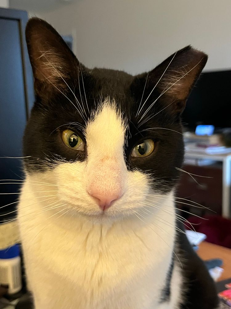 Black and white cat with (very) clipped ear and long whiskers on his cheeks and head, looking directly into camera. 