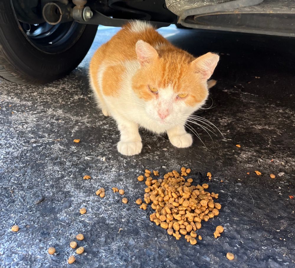  Orange and white #cat with a tipped ear eating dry cat food. He is under the back of my car, food and water protected sheltered. He gets some from protection from the sun and elements while he eats and I sit on the curb and talk to him, socializing him. This is the closest Ive been to him so far. 