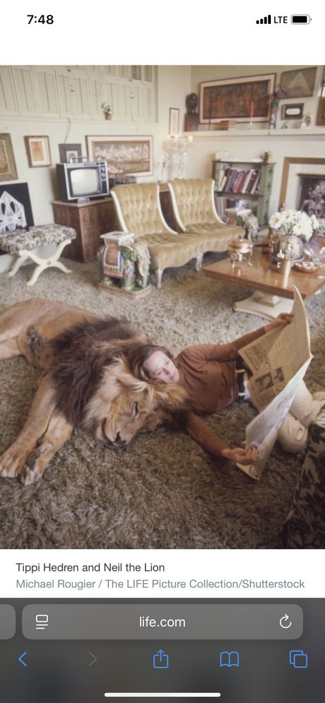 Old photo of actress Tippi Hedren Lyon on her living room floor reading a newspaper and issuing her large pet lion as a pillow