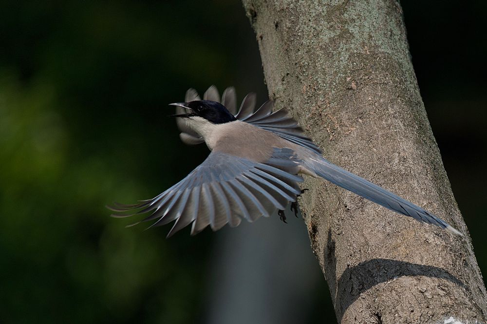 An Azure-winged Magpie in mid-flight near the trunk of a tree, with its wings fully spread and tail extended. Its blue feathers fan out , contrasting with the bird’s beige body and black cap. The background is a dark green blur