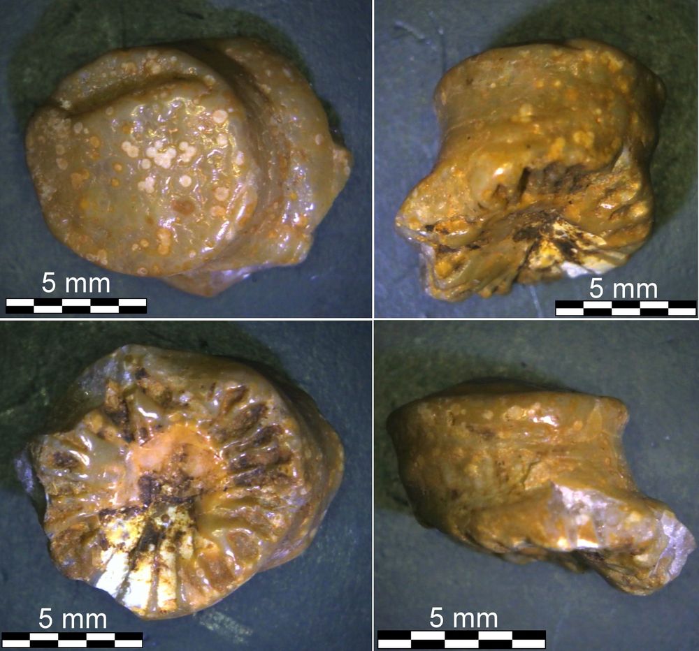 4 panes of caramel brown chalcedony ped gravel with stem-like knob on 1 end & asterisk-like pattern on the other end.