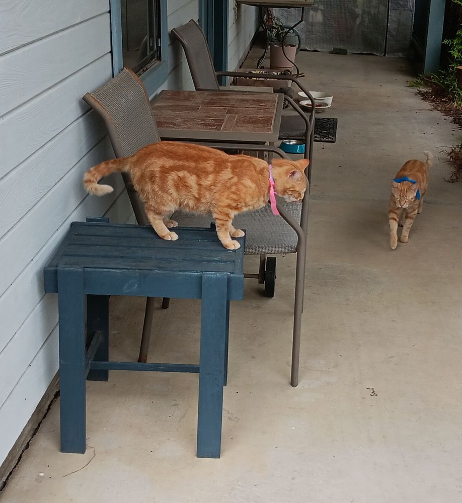 Orange tabby on small porch table waiting while another orange tabby approaches.