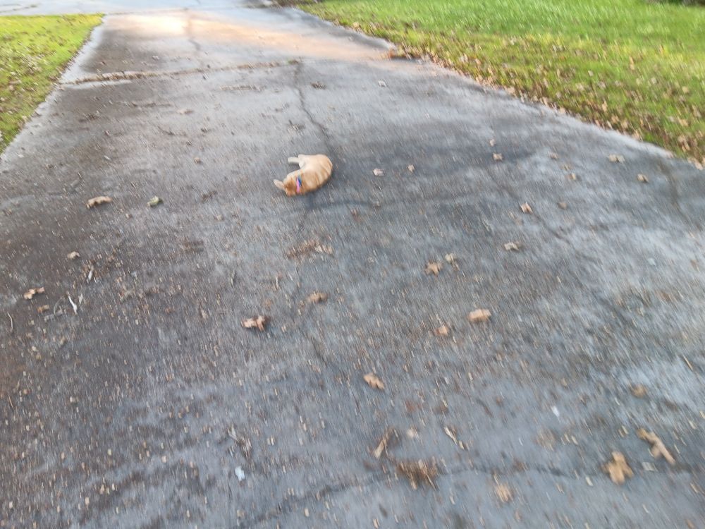 Orange tabby lying on concrete drive