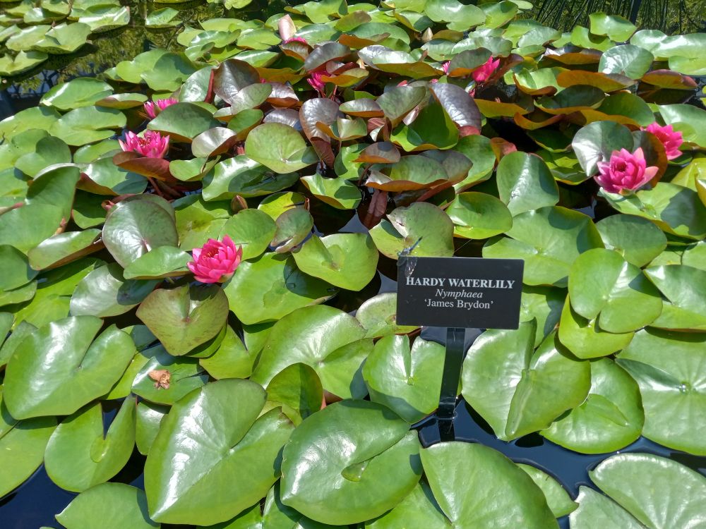 waterlilies. there is a creature on the marker that identifies the plant.