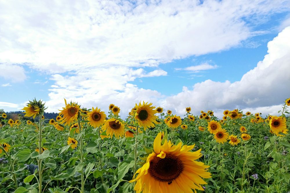 Ein Feld voller Sonnenblumen