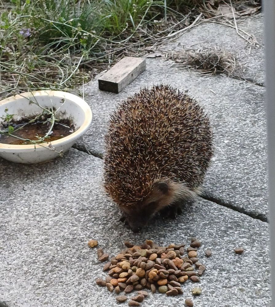 Auf einer Terrasse sitzt ein Igel und schmatzt Katzenfutter.