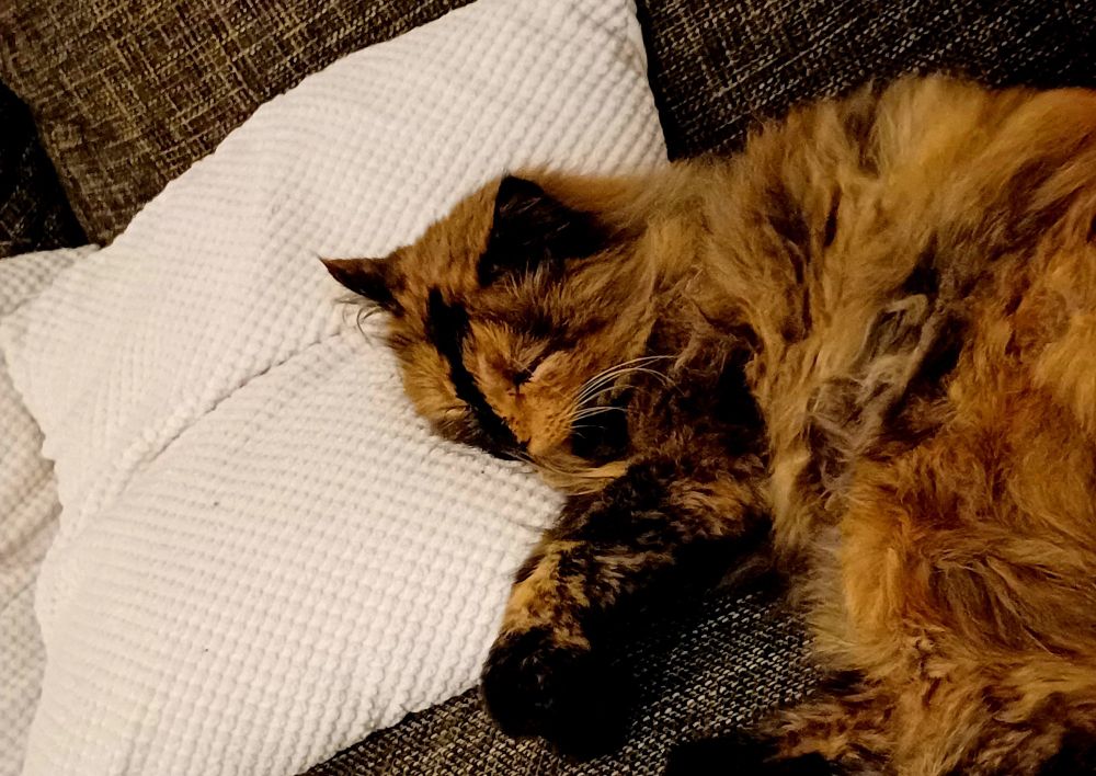 Katze Lili schläft auf der Couch.