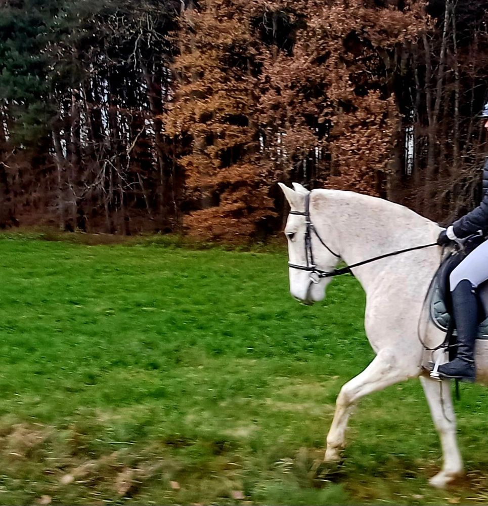 Eine Herbstlandschaft und ein Schimmel