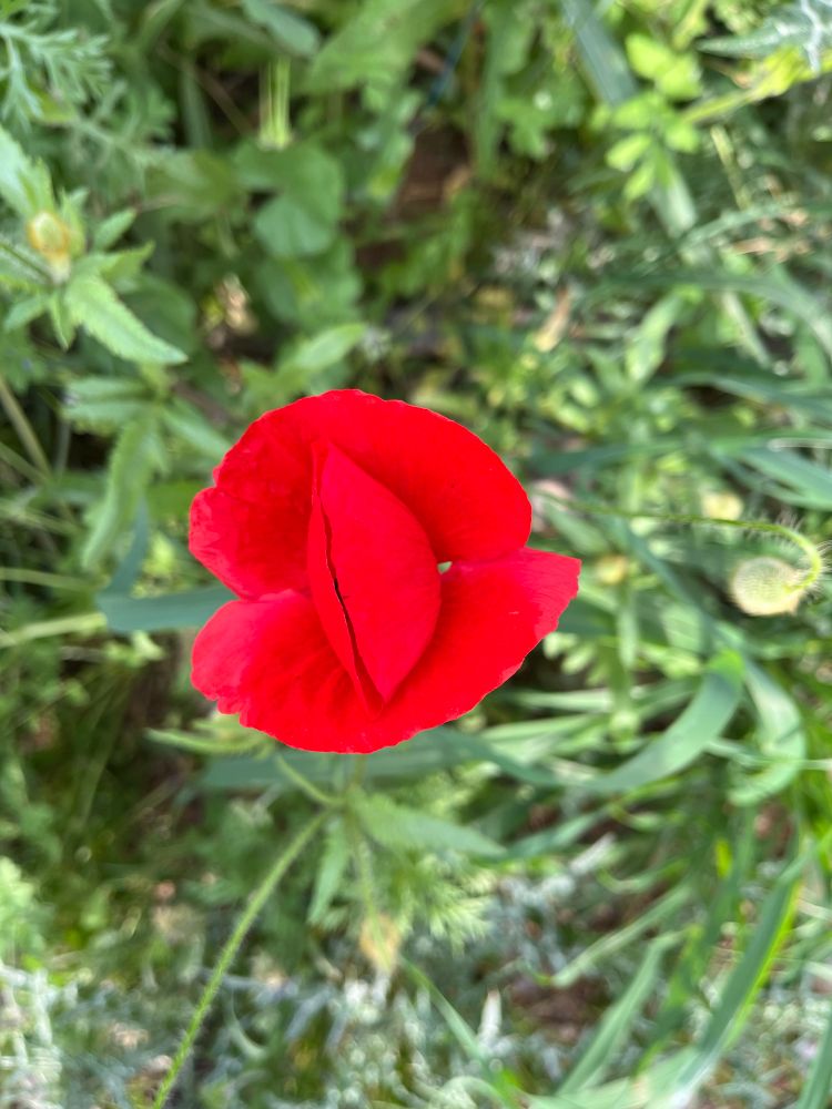 Comment image