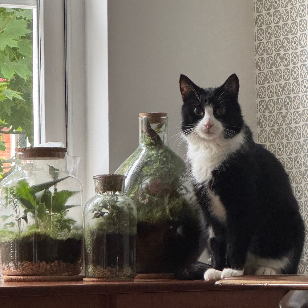 A tuxedo cat, pupils wide from earlier anaesthetic, sits proudly next to a collection of 3 bottle terrariums on a mid century teak sideboard. 