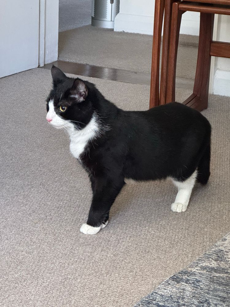A small tuxedo cat