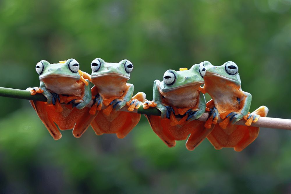 Photograph of a bunch of rain forest frogs chilling on a tree branch.