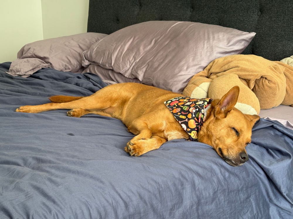 A beautiful brown Goomba, splashed out on the bed.