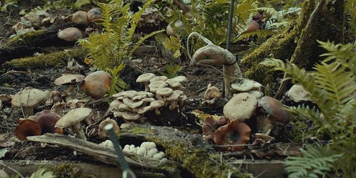 Um close-up de uma variedade de cogumelos crescendo em um ambiente florestal úmido, cercados por musgo, samambaias e detritos florestais. Entre eles, uma mão cadavérica se extende para acima do solo, presa a uma haste de ferro e com um acesso intravenoso.