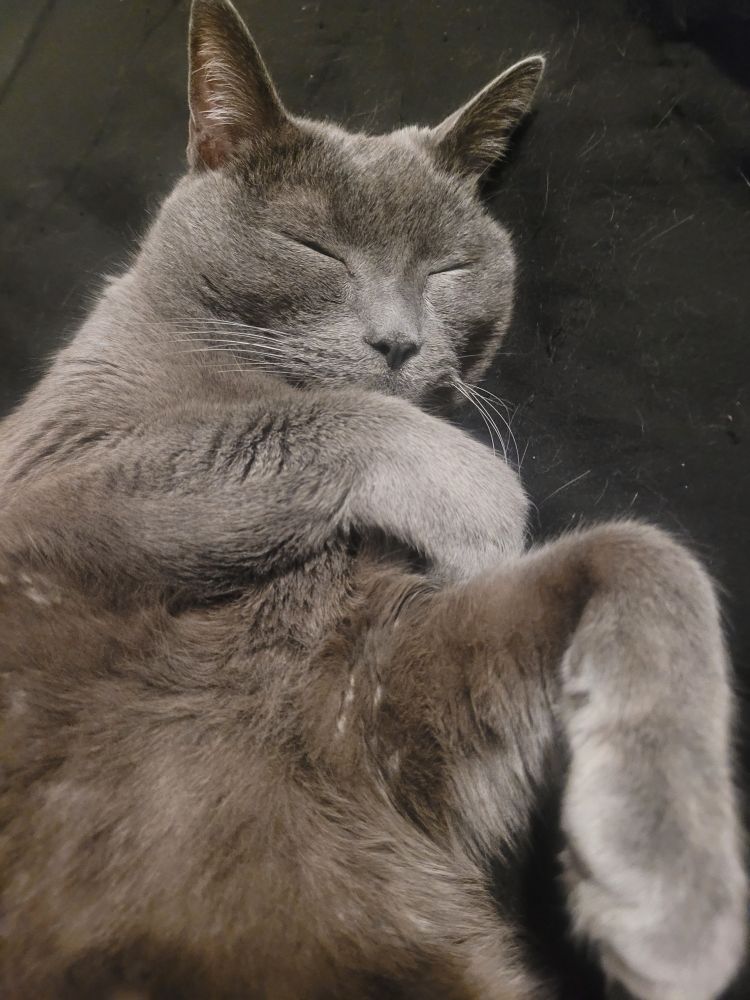 a grey cat sleeping