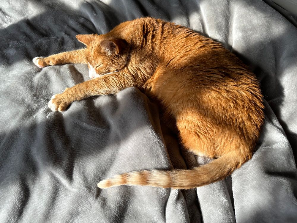 Pete curled and stretched, looking insanely comfortable and cute