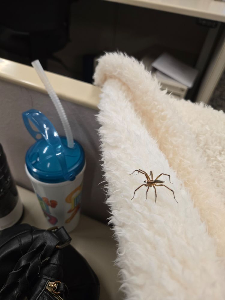 A wolf spider is sitting on a white fluffy blanket. This spider had just spent the last 30 minutes between the blanket and my body. In that time, we formed an unbreakable bond that will last long past when our bodies return to the ground. Our souls will venture the aether for eternity and explore all of existence together. Until that time I decided to let the spider live it's best life and put it in a bush outside.