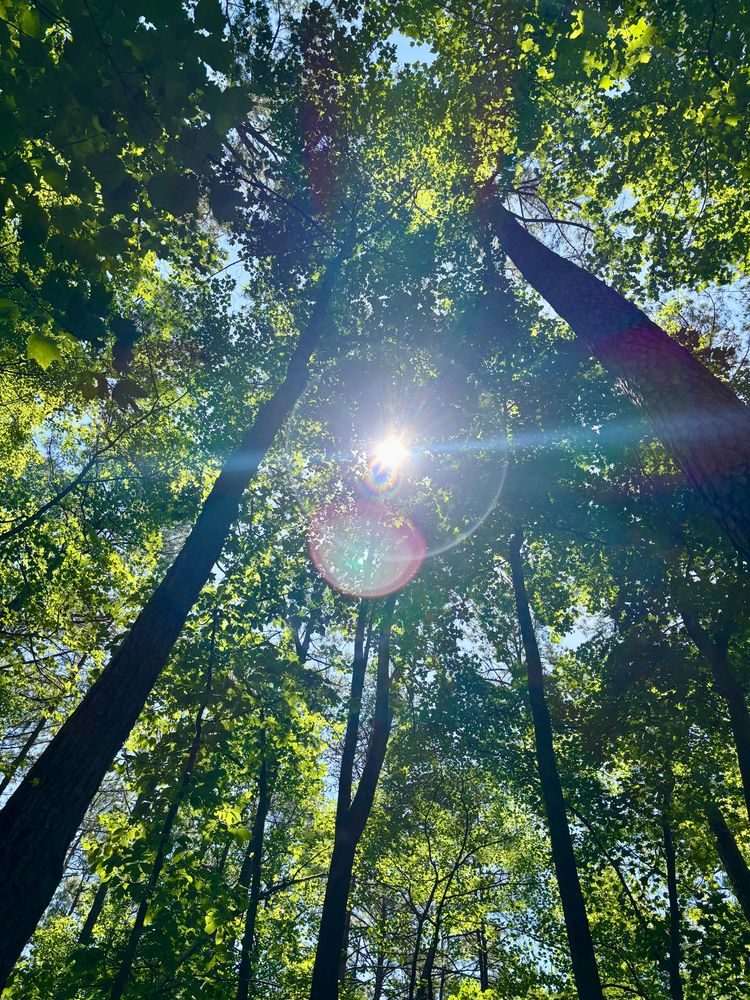View directly over trailhead looking at the sun filtered thru lush green canopy