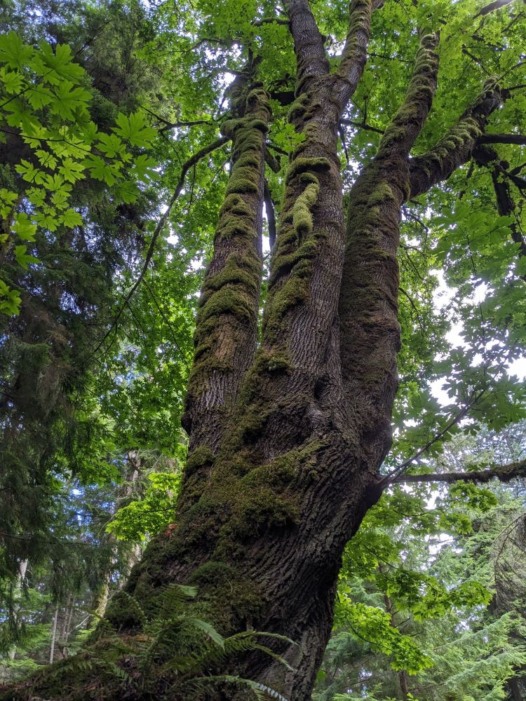 Three-trunked tree