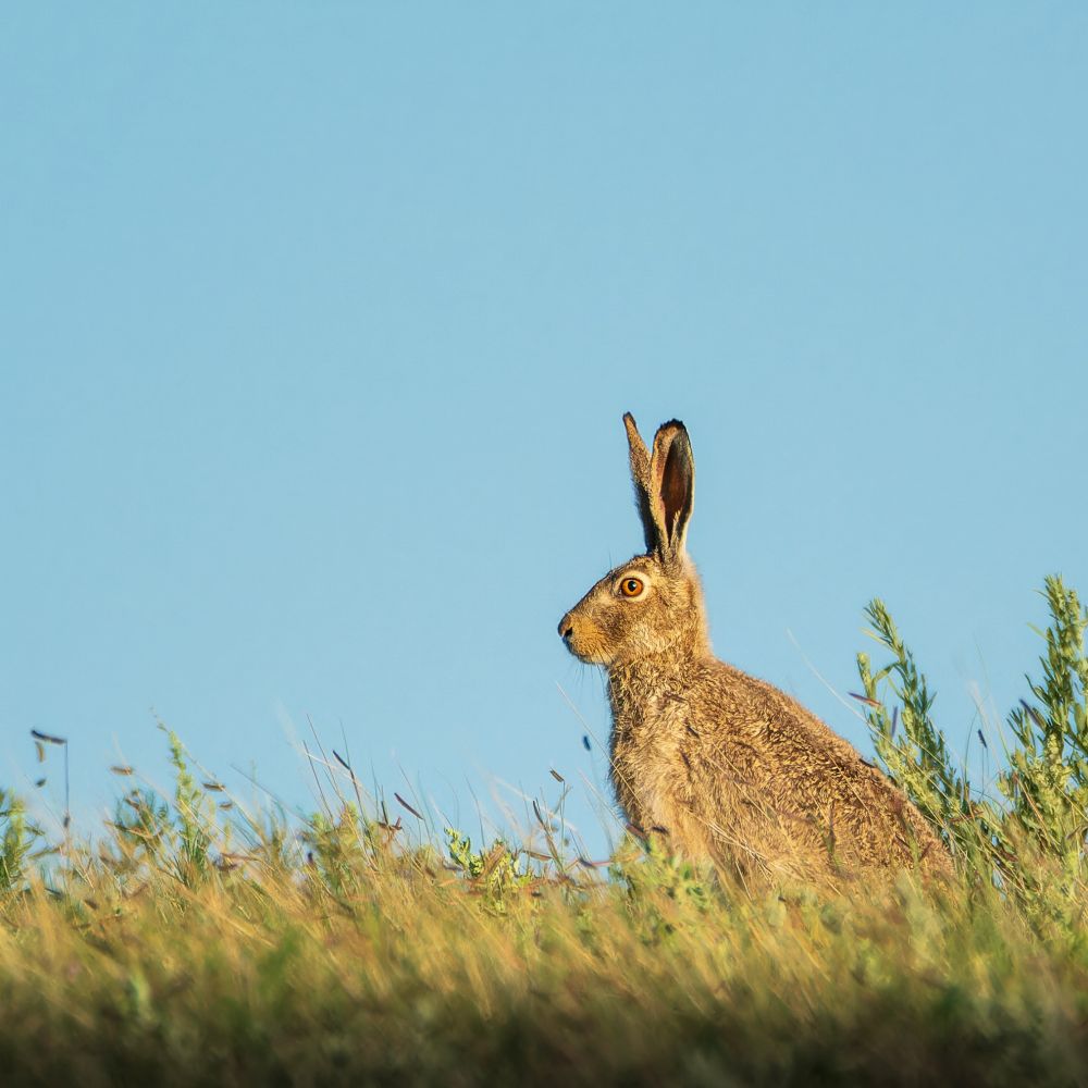 White-tailed jackrabbit 